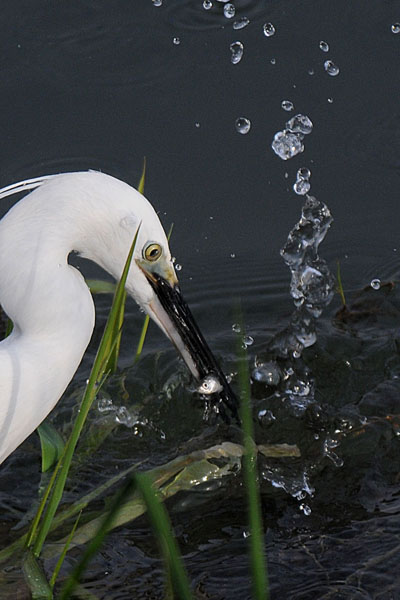 la legge della natura