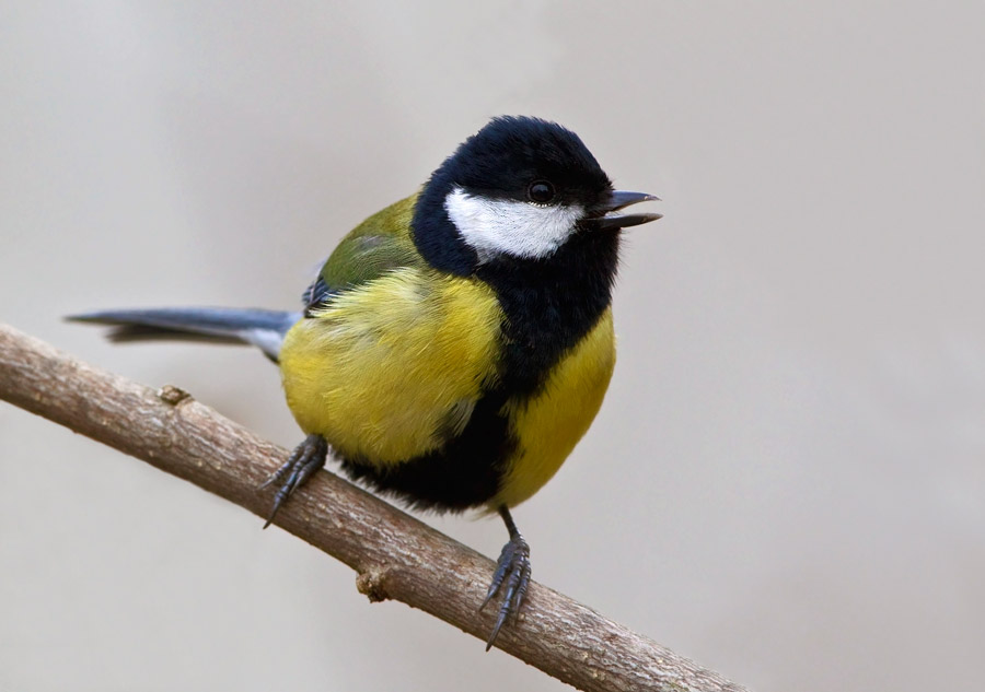 Cinciallegra (Parus major)