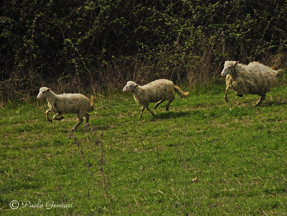 ovini al galoppo