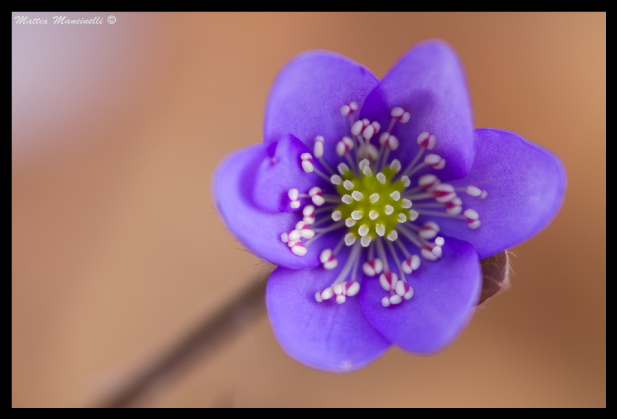 Hepatica nobilis