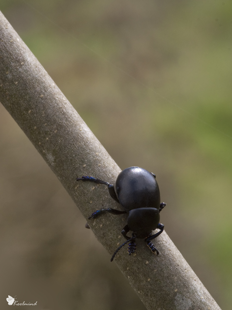 Coleottero in discesa