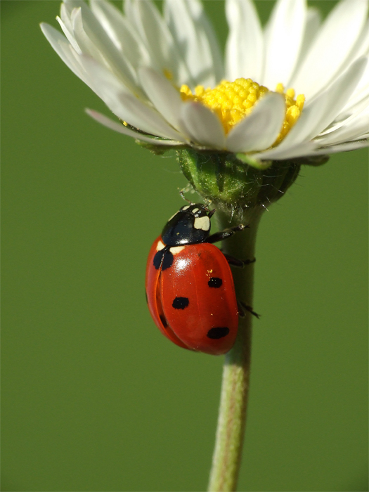 Coccinella freeclimber