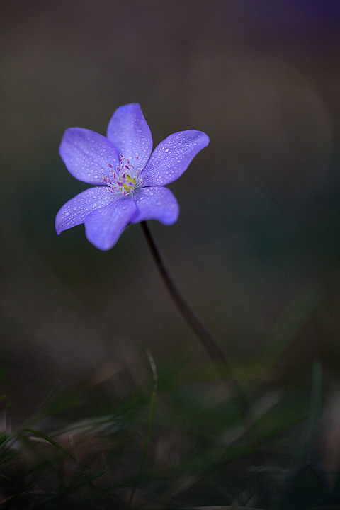 Hepatica_nobilis
