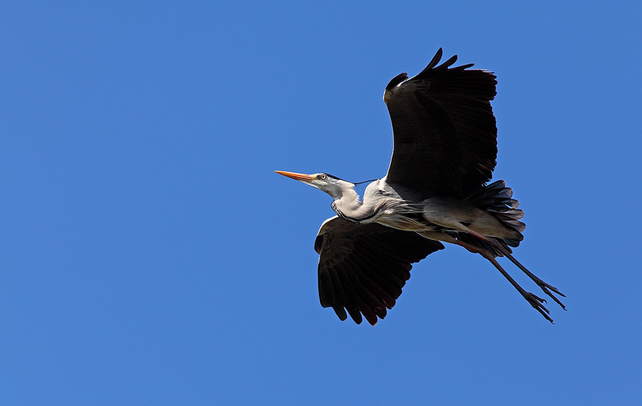 Il volo dell'airone cenerino