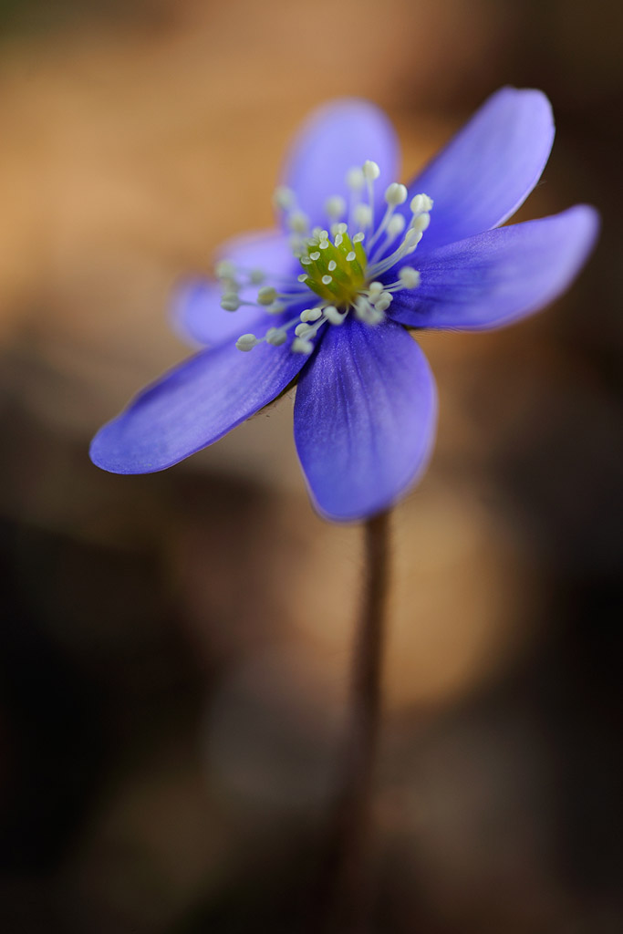 Anemone hepatica