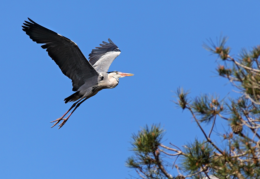Il volo dell'airone 2