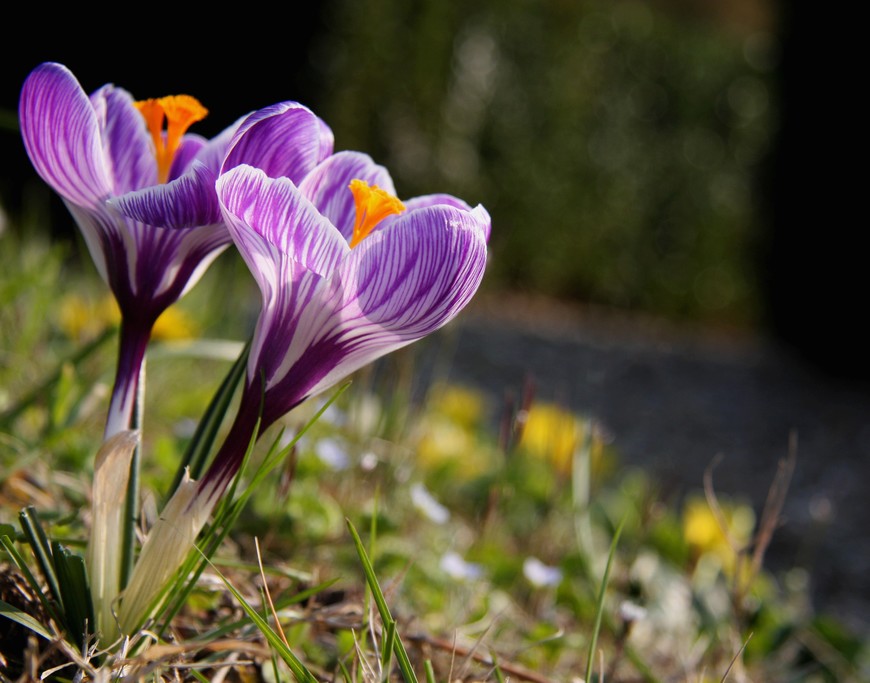 finalmente primavera