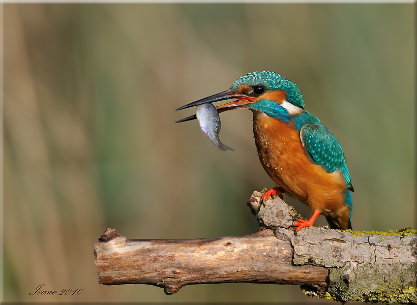 Della serie il mio primo martino. Oasi cervara.