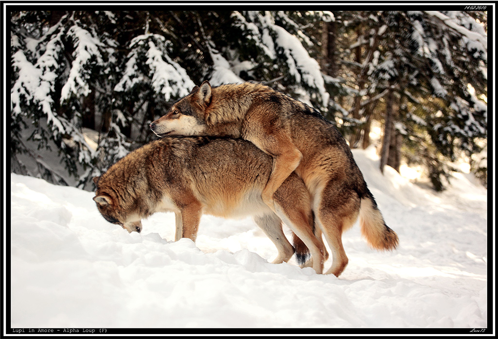 Lupo # 11 - Tutto pu� succedere!!!