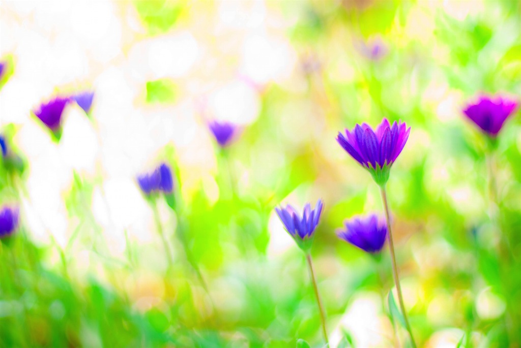 albori della primavera