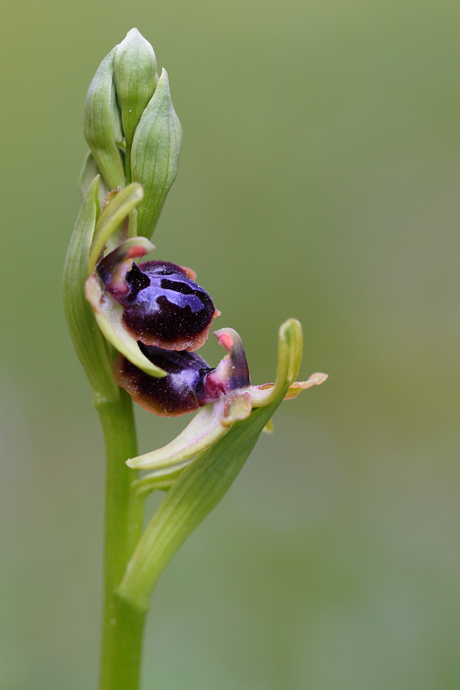 Ophrys garganica - Ophrys passionis