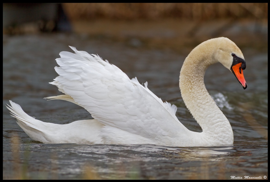 Cigno in assetto da combattimento