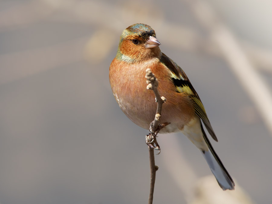 Fringuello (Fringilla coelebs)