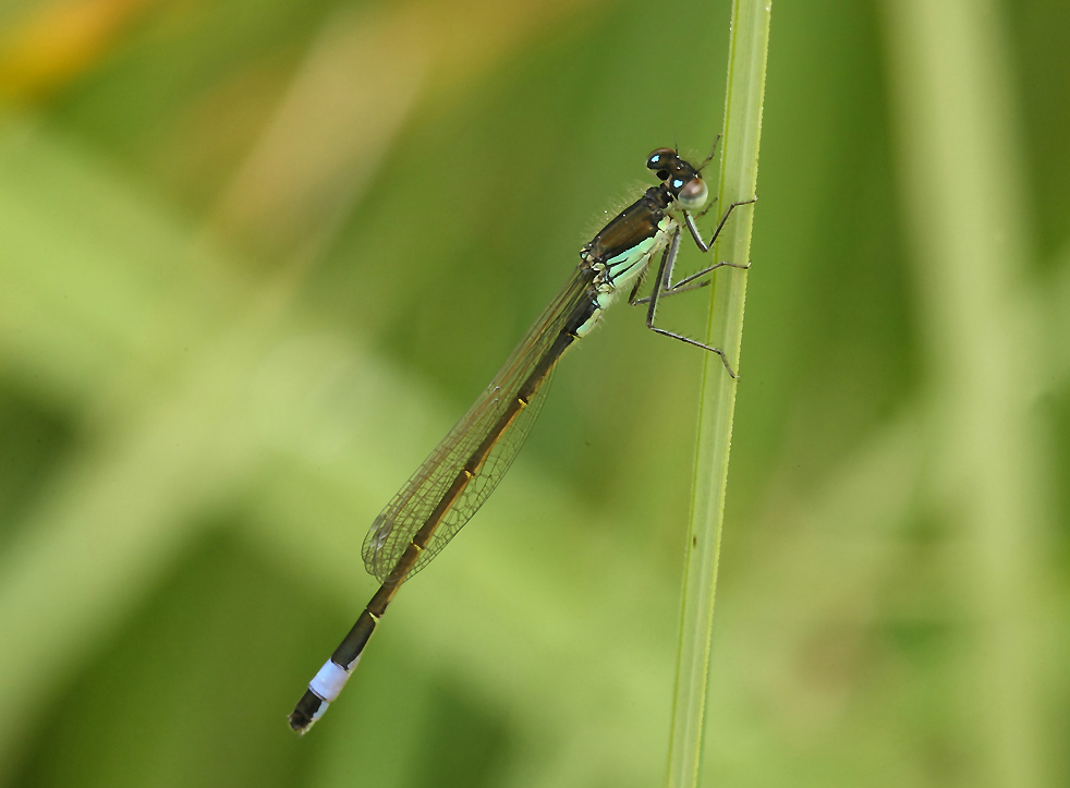 ...La Pi� Piccola...!!!