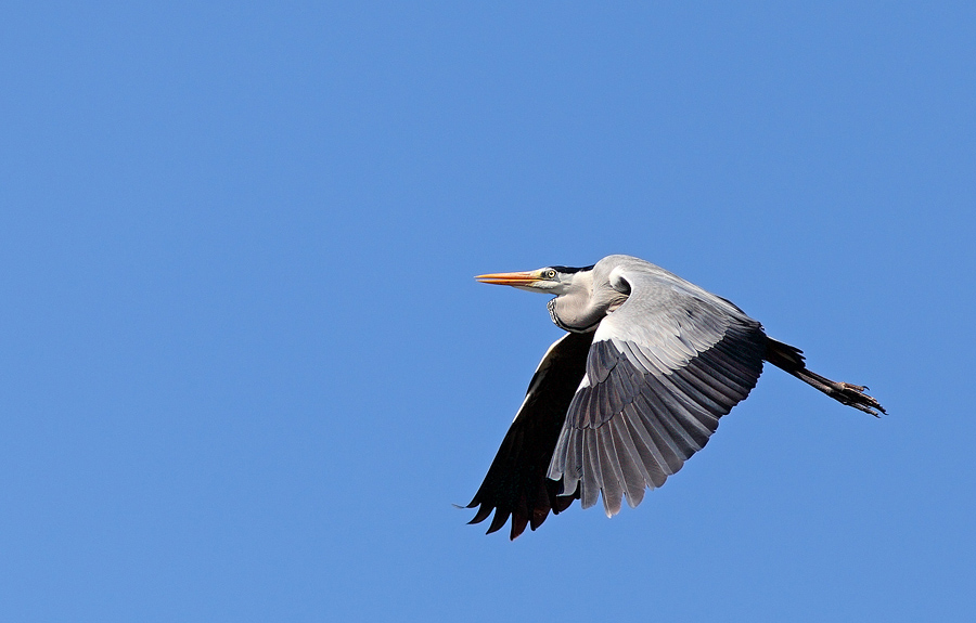Il volo dell'airone 3