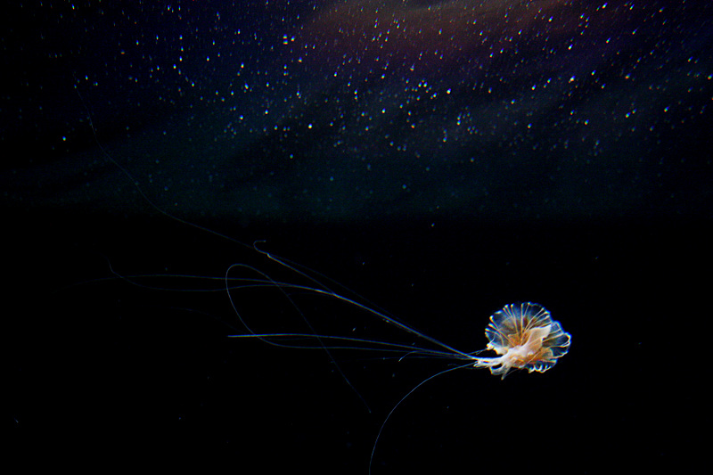 Rainbow in the abyss