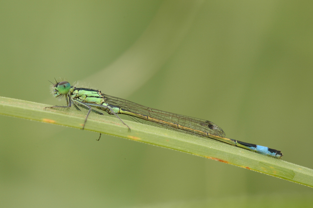 ...La Pi� Piccola In HD...!!!