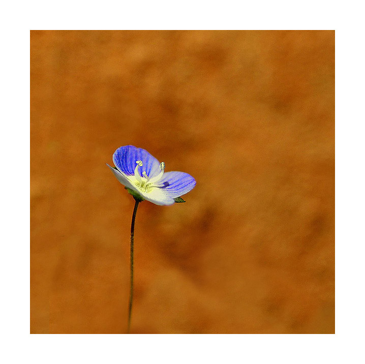 Occhietto della Madonna