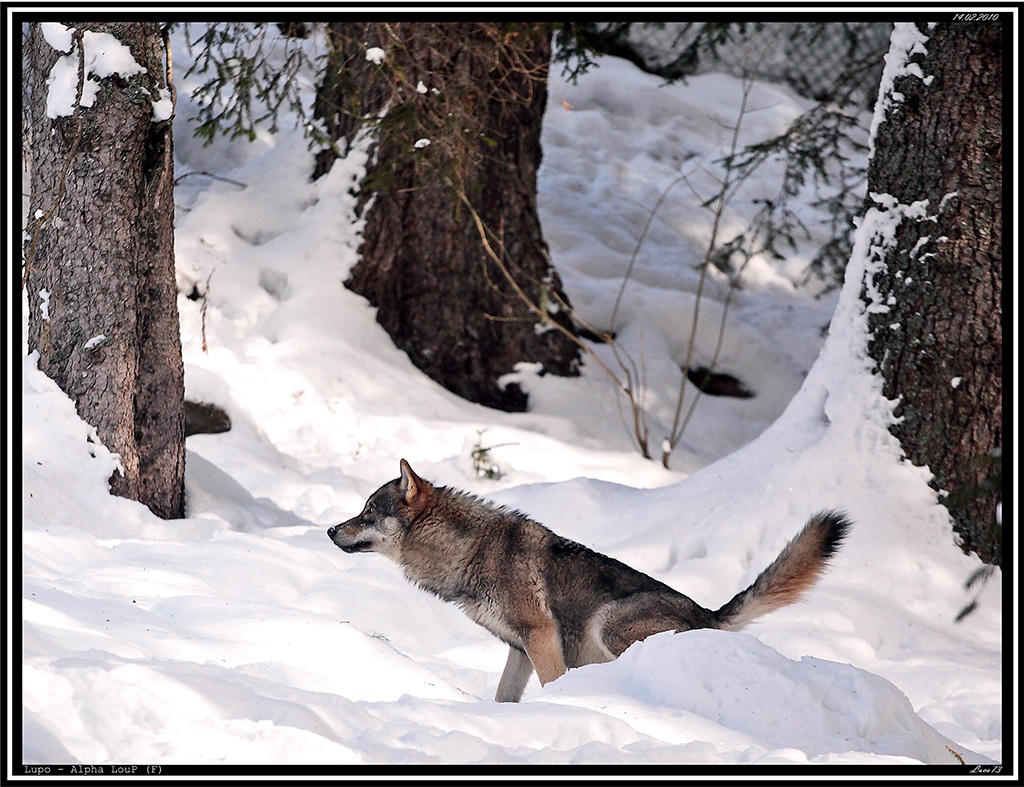 Lupo # 12 - Un Momento di Grande Concentrazione!