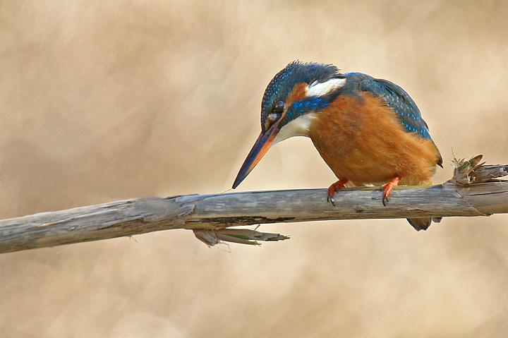 LA MIA MARTINA...........