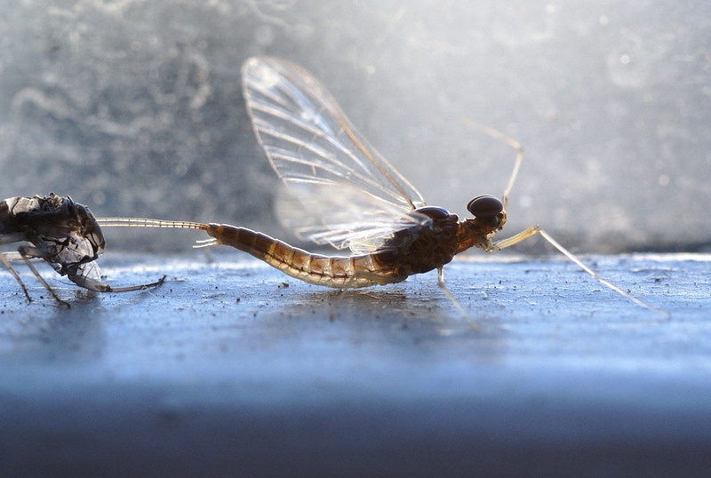 Effimera dopo la muta