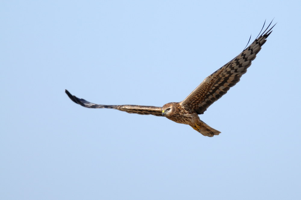 Albanella minore femmina