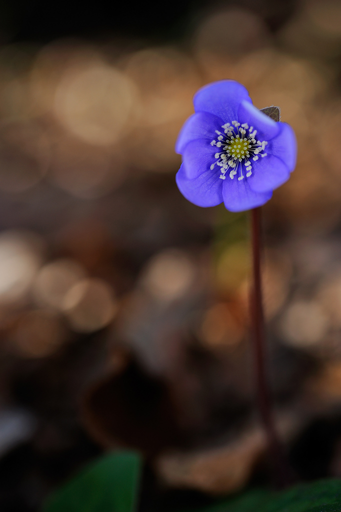 Anemone hepatica