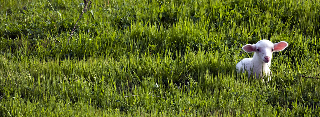 Lasciatemi crescere e pascolare...