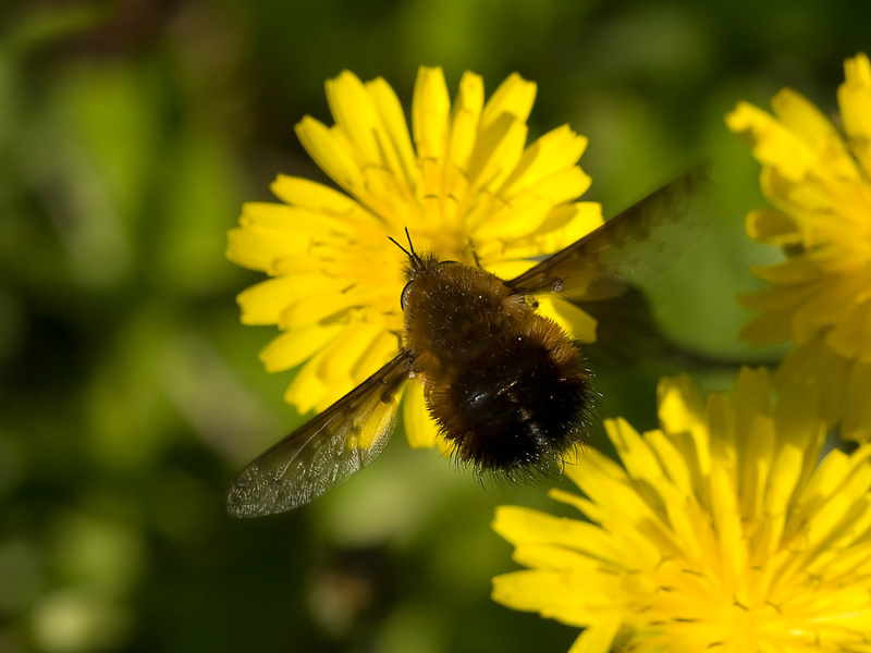 qualcosa che....vola finalmente