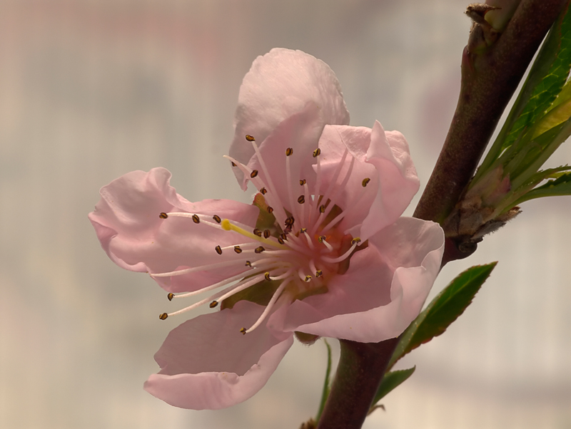 fiore di pesco... da due punti di vista!