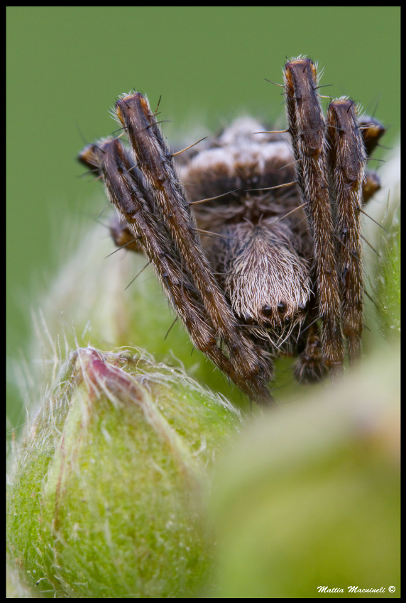 Tra i boccioli ma non uno di loro (molto pi� brutto e peloso)