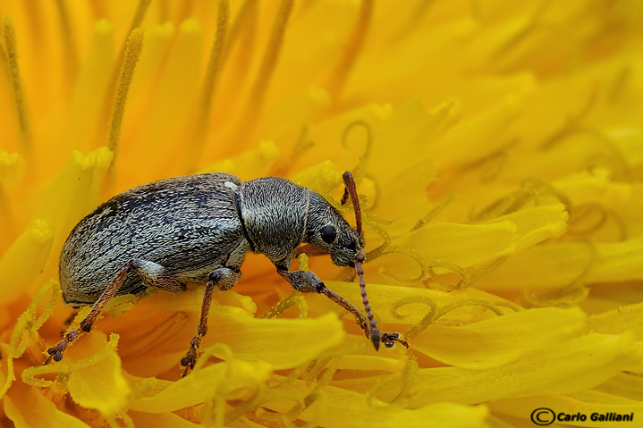 Nella giungla del tarassaco