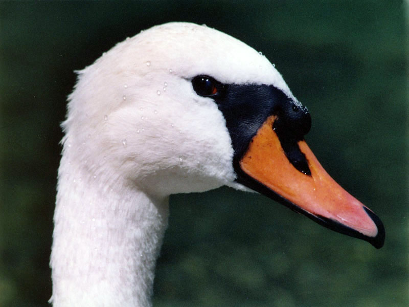 il profilo migliore!