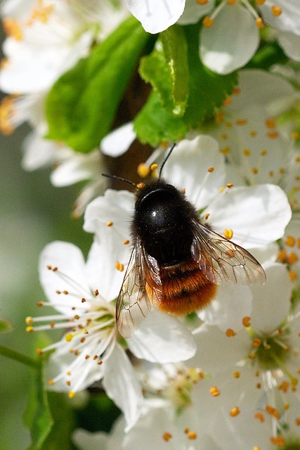 Primi lavori di Primavera