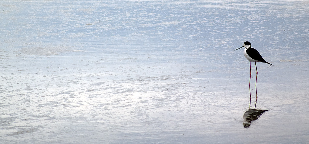 Il mio primo cavaliere