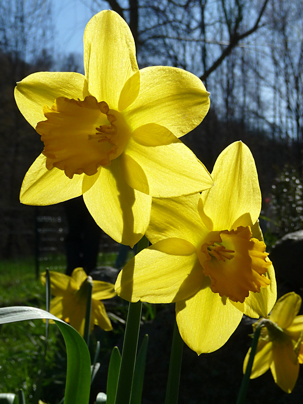 superbo e ... narciso