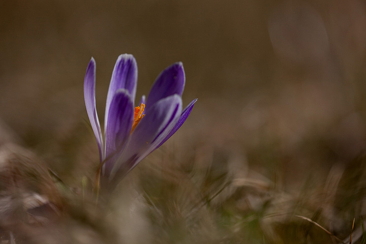 Crocus