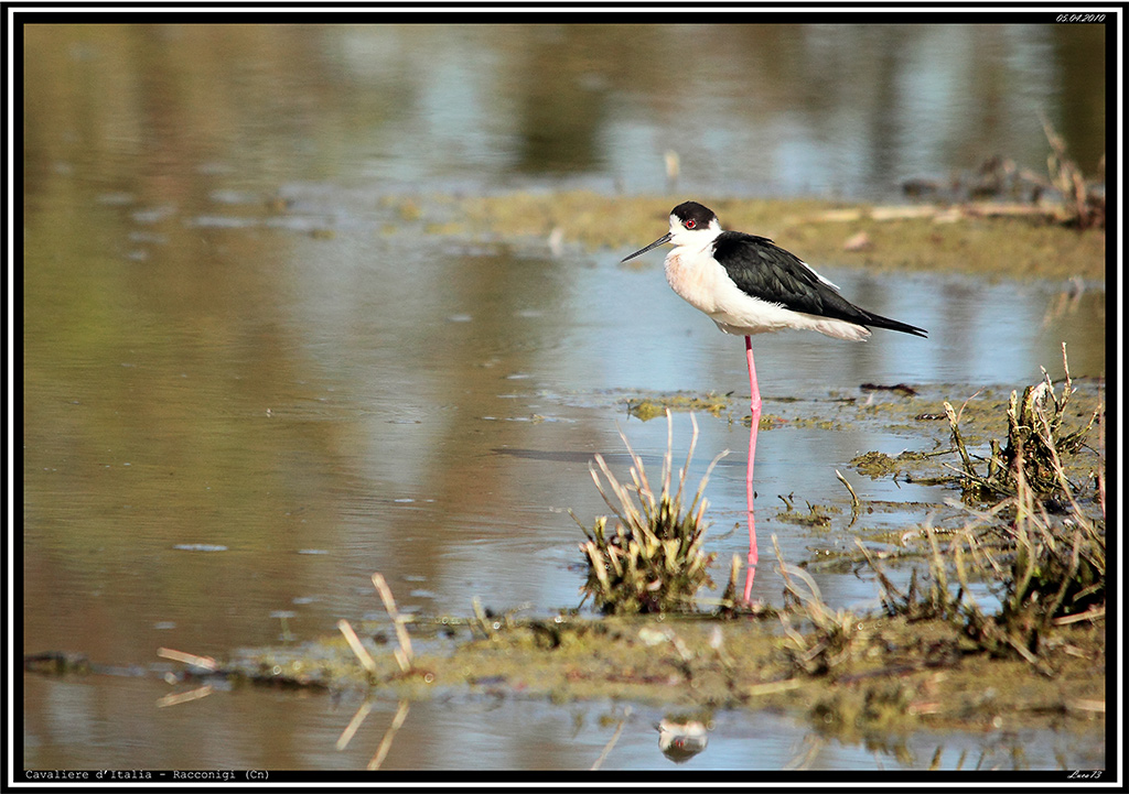 Cavaliere d'Italia # 1