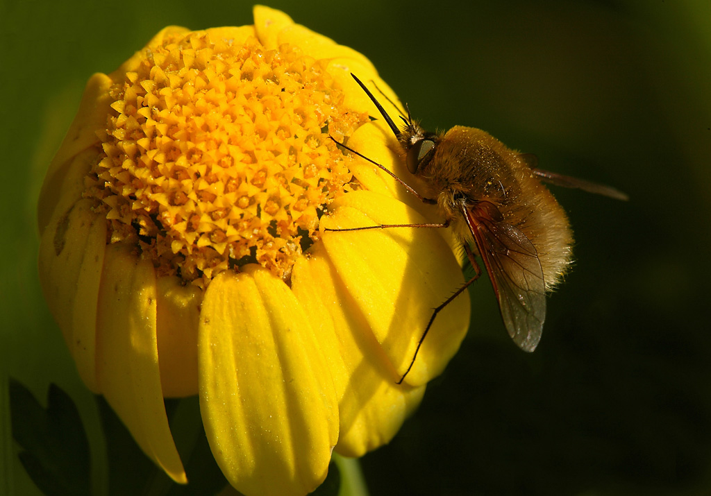 ...Bombylius Secondo...!!!