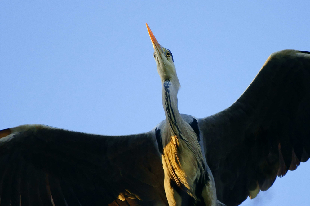 L'occhio dell'airone
