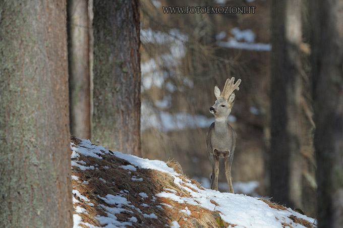 Capriolo in abito primaverile