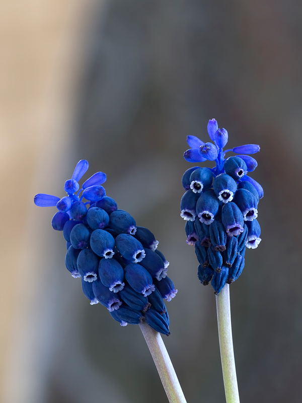 cucu (in dialetto piemontese)