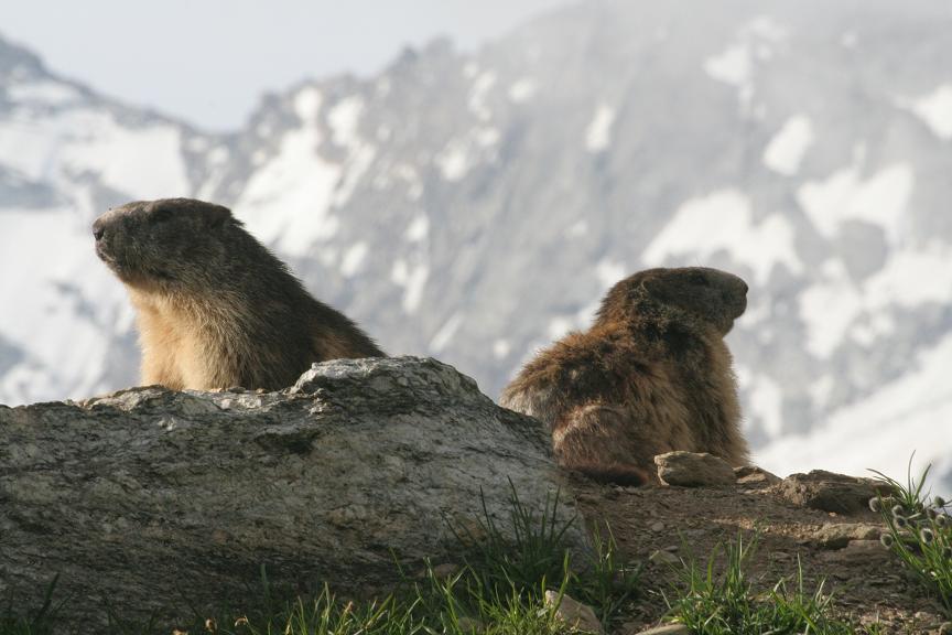 Marmotte a riposo al Nivolet