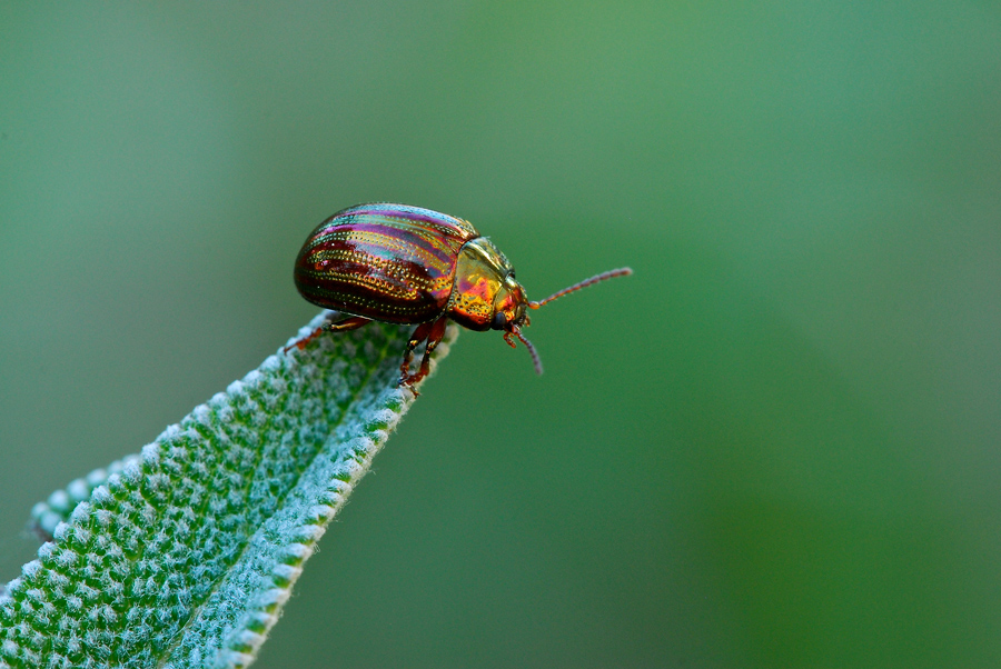 Chrysolina americana su salvia