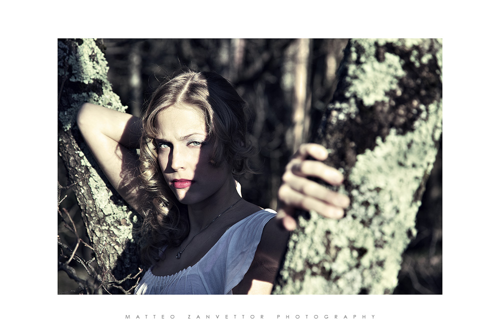 Lights and Shadows in the Woods