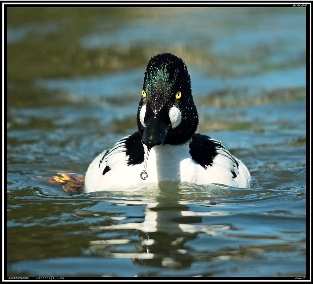 Quattrocchi # 1 - Emersione!!!