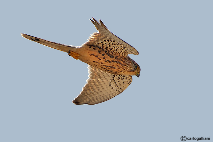 Controsole al gheppio