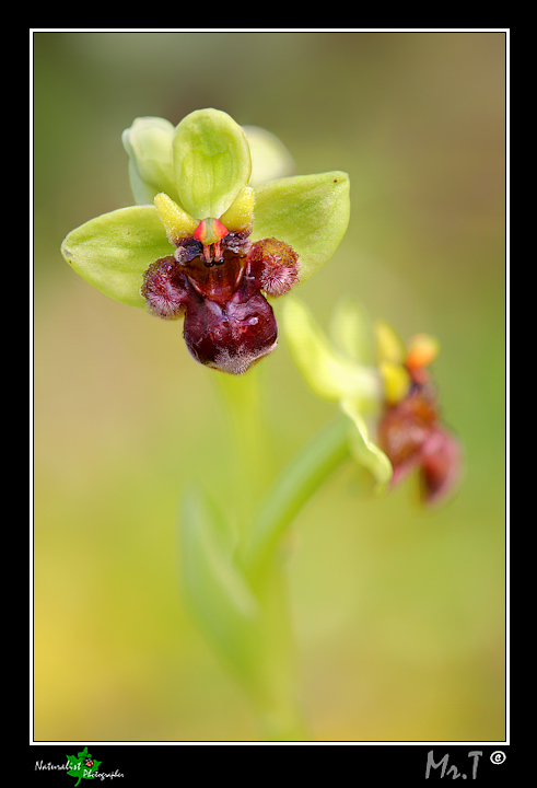 Ophrys bombyliflora