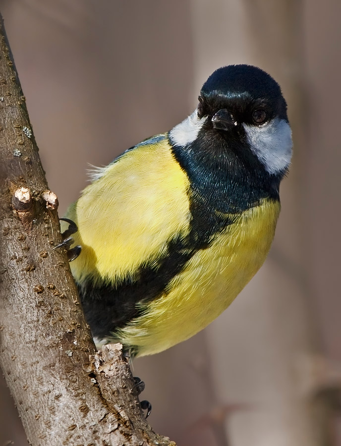 Cinciallegra (Parus major)