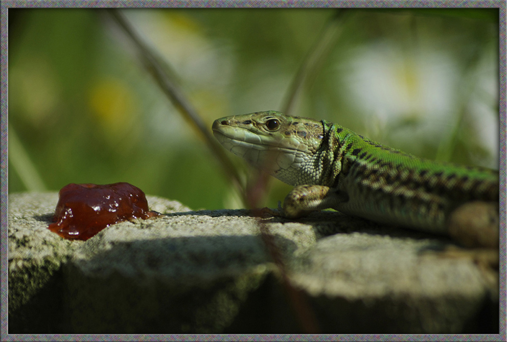 lucertolina golosa !